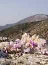 Cyclamen graecum Royalty Free Stock Photo