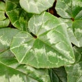 Cyclamen Hederifolium Foliage
