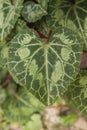 Cyclamen hederifolium green leaf close up