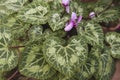 Cyclamen hederifolium green leaves close up