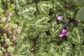 Cyclamen hederifolium green leaves and pink flowers