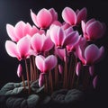 Cyclamen isolated on black background. Flowers and plants in spring. AI generated Royalty Free Stock Photo