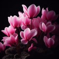 Cyclamen isolated on black background. Flowers and plants in spring. AI generated Royalty Free Stock Photo