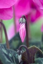 Cyclamen Macro