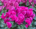 Cyclamen, perennial flowering plants with flowers and upswept petals, variably patterned leaves