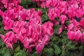 Cyclamen, perennial flowering plants with flowers with upswept petals and variably patterned leaves