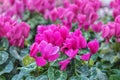 Cyclamen, perennial flowering plants with magenta flowers, upswept petals and variably patterned leaves Royalty Free Stock Photo