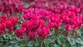 Cyclamen, perennial flowering plants with red flowers, upswept petals and variably patterned leaves