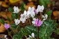 Cyclamen, Persian Violet flower in pink purple and white petals Royalty Free Stock Photo