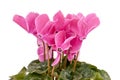 Cyclamen persicum