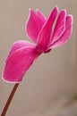 Cyclamen Persicum