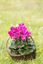 Cyclamen persicum