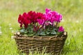 Cyclamen persicum in a basket