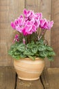 Cyclamen persicum in a flower pot