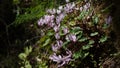Cyclamen persicum grows in a forest in Israe Royalty Free Stock Photo