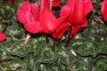 Cyclamen persicum `Latinia Success Bright Red