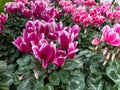 Cyclamen persicum midi indiaca purple and pink with lots of blooms. Exceptionally hardy outdoors, the cyclamen is beautiful in aut