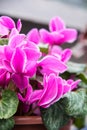 Cyclamen persicum Mill