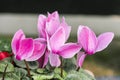 Cyclamen persicum Mill