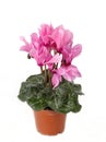 Cyclamen persicum, the Persian cyclamen, is a species of flowering herbaceous perennial plant Royalty Free Stock Photo