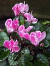 Cyclamen persicum, pink flowers Royalty Free Stock Photo
