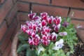 The cyclamen persicum in a pot