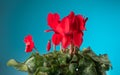 Cyclamen Persicum red flower blooming close up, over blue background. Beautiful bright cyclamen