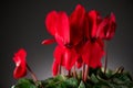 Cyclamen Persicum red flower blooming close up over dark grey background. Beautiful bright cyclamen