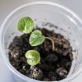 Cyclamen persicum seedlings close up