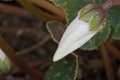 Cyclamen persicum