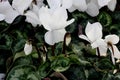 Cyclamen persicum White