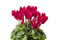 Cyclamen persicum on white