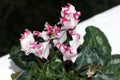 Cyclamen persicum 'Metis Select Victoria'