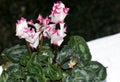 Cyclamen persicum 'Metis Select Victoria'