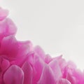 Cyclamen pink flower close up