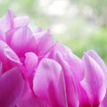 Cyclamen pink flower close up