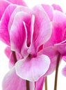 Cyclamen pink flower