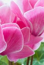 Cyclamen pink flower