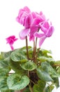 Cyclamen pink flower