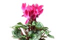 Cyclamen pink flowers