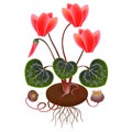 Cyclamen plant with roots and seeds on a white background.