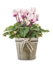 Cyclamen plant in vase