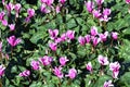 Cyclamen