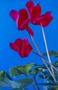 Cyclamen, Primulaceae flower in close up Royalty Free Stock Photo