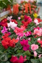 Cyclamen with red flowers. Vertical photo flower shop. A perennial houseplant in a flower pot for sale Royalty Free Stock Photo