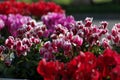 Cyclamen in vase of different colors