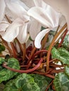 The Cyclamen is a very beautiful specie of perennial flowering plant