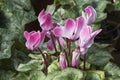 Cyclamens Royalty Free Stock Photo