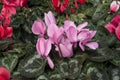 Cyclamens Royalty Free Stock Photo