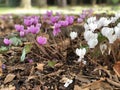 cyclamens flowers in autumn garden